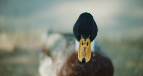 Beautiful male adult mallard duck quacking and looking around on a sunny day.