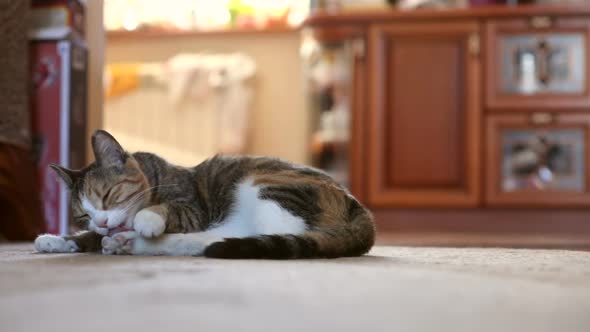 Cute Tricolored Cat Lying on Floor at Home