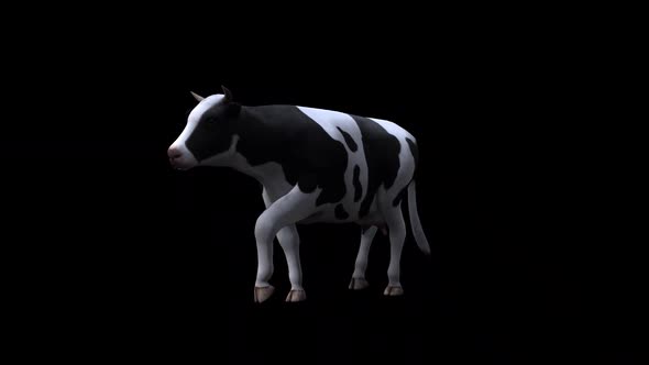 Cow Walk From View Front Side alt