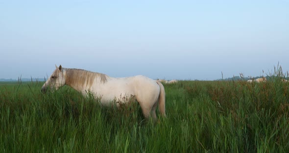 White Camargue horses,Camargue, France