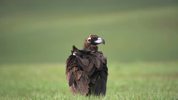 A Free Wild Cinereous Vulture Bird in Natural Habitat of Green Meadow