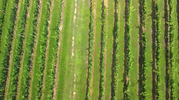 Close up flying over vineyard in Slovenia