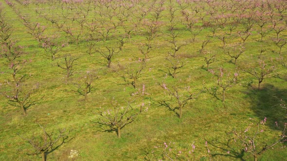 Beautiful blooming fruit orchard