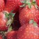 Ripe fresh strawberries close up.  Organic ripe strawberry. Concept of hygiene, diet and healthy - VideoHive Item for Sale