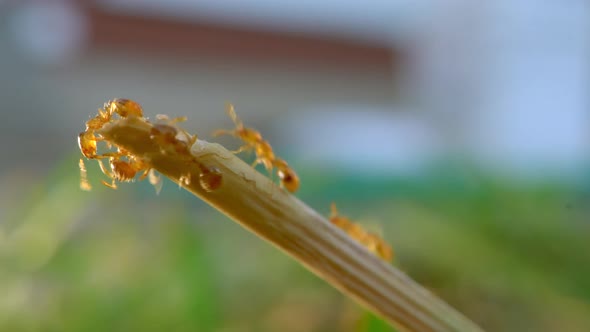 A macro close up of a lot of ants walking up a blade of grass and grouping at the edge and walking a