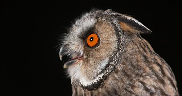 Long Eared Owl, asio otus, Portrait of Adult, Normandy in France, Real Time 4K