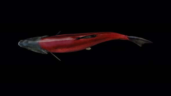 4K Red Salmon Top View alt