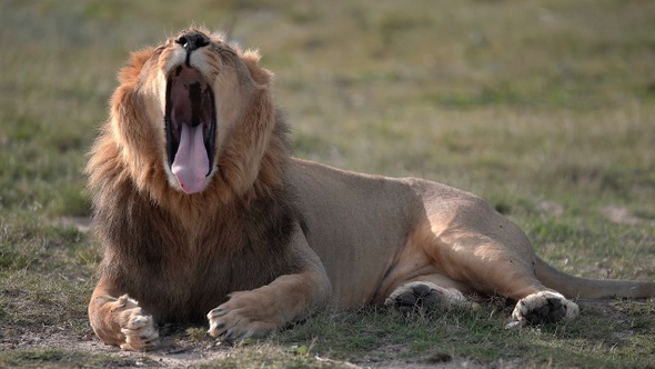 Lion king of the jungle - Collage 2 - the great yawn - South Africa