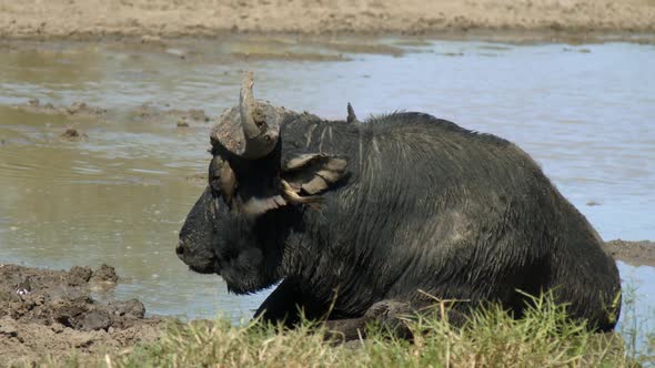 Old Cape Buffalo With Birds on Head Cooling in Pond Mud. Close Up Slow Motion Full Frame