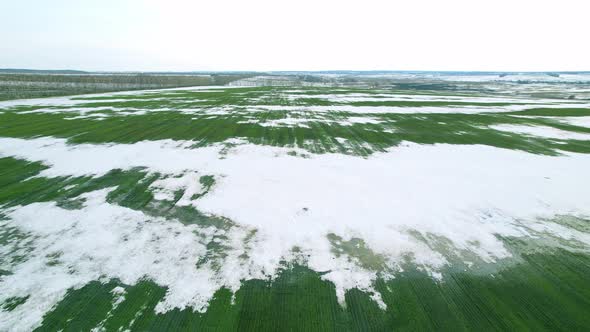 Green Field With Snow