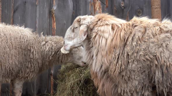 Sheep Eat Hay in a Farm Yard Near a Wooden Barn