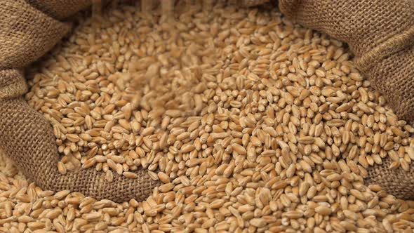 Wheat Grains Falling in Sack