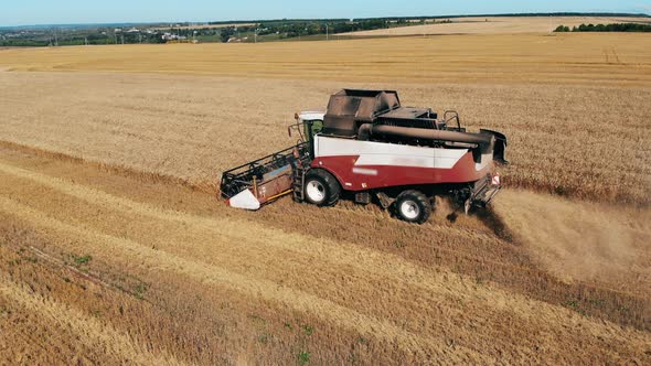 One Working Combiner Plows Wheat. Crop Harvesting Concept.