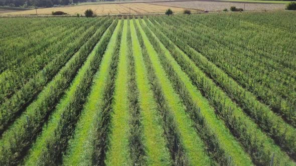 a large apple orchard are growing to produce juices in the factory. Aerial view