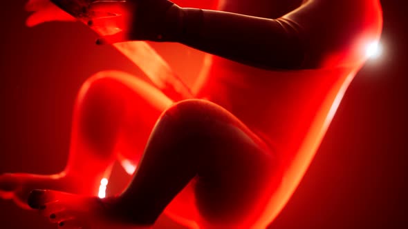 Medical 3d Animation of a Human Fetus