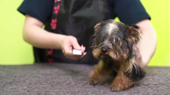 Groomer Dries with a Hairdryer and Combs of Yorkshire Terrier After Washing