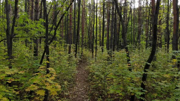 Beautiful Trail in the Autumn Forest or Park