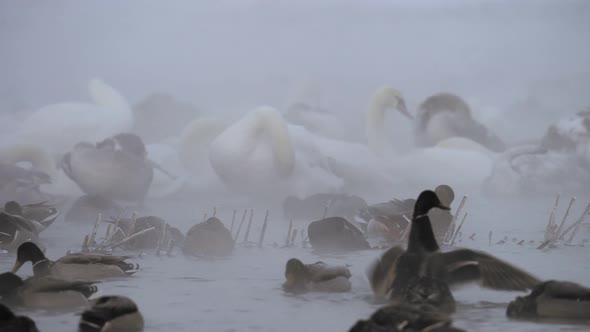 Mute Swans and Mallards