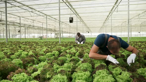 Agricultural Worker Inspecting the Soil on a Green Salad