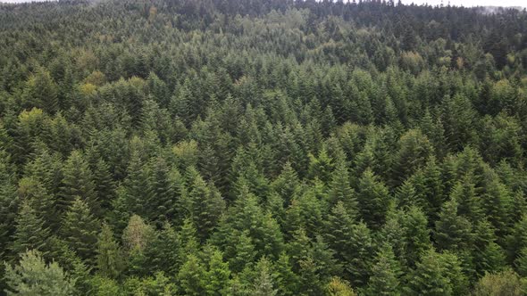 Forest in the Mountains. Aerial View of the Carpathian Mountains in Autumn. Ukraine