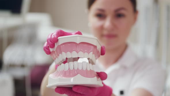 A Dentist Is Holding a Ceramic Model of Teeth and Clapping It