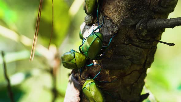 beetle looking insect called Euphoria Fulgida on a tree in Vietnamese jungle