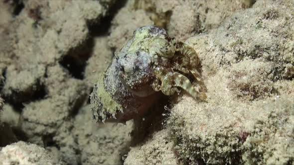 cuttlefish walking over sandy reef at night in the Red Sea