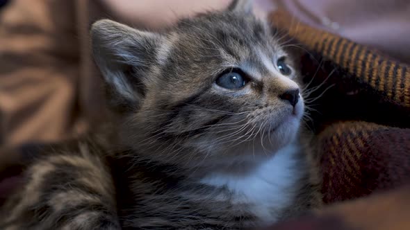 Cute Little Tabby Kitten Eyes Wide Open Falling Asleep On A Blanket. Locked Off