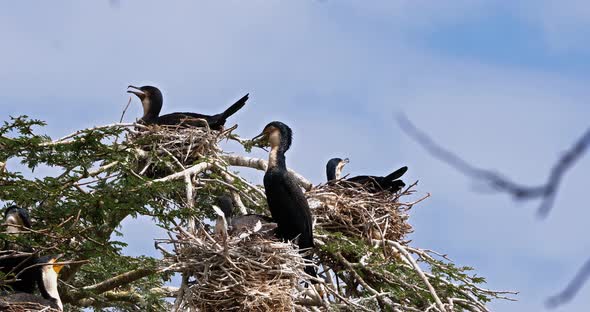 Reed Cormorant or Long-Tailed Cormorant, phalacrocorax africanus, Nesting on the Top of a Tree