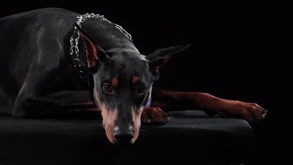 Doberman Pinscher Lies Its Head Its Front Paws