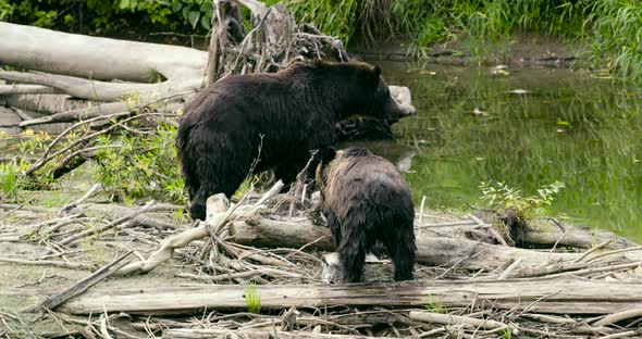 Grizzly sow and her cub at the waters edge. The sow then wades into the water.