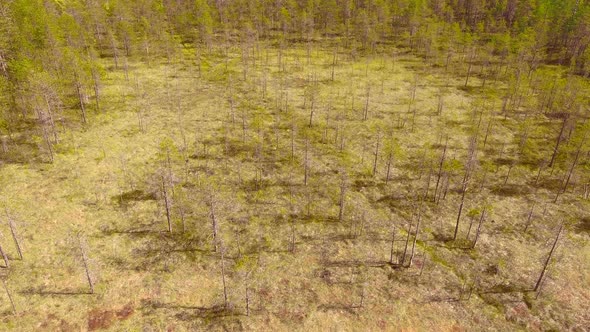 Ascending drone video of a bog in Finland, July 2018.