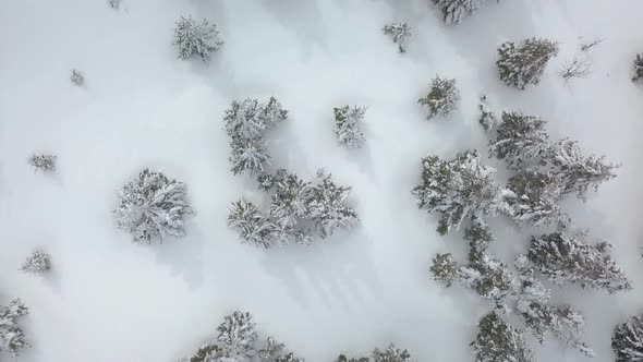 Above Forest in Winter