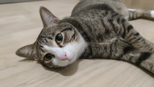 Cute Sleepy Tabby Cat Laying Down On The Floor