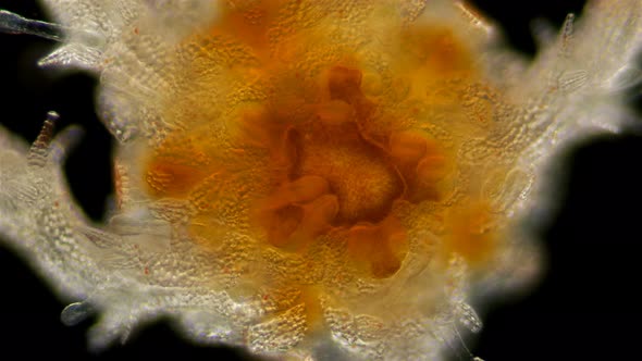 Ophiures Under a Microscope, Similar To Asteroidea (Sea Star), Type Echinodermata