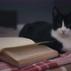 Cat With a Book - VideoHive Item for Sale