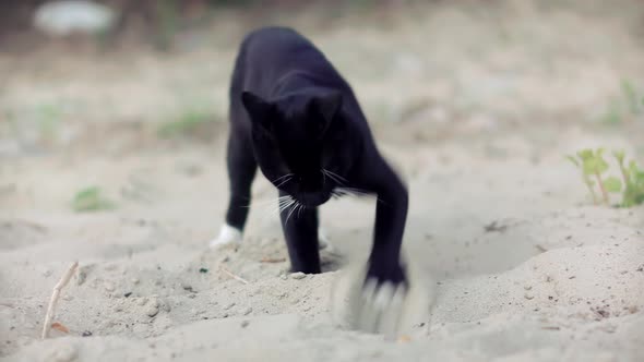 Black Cat Digs Sand On Beach. Domestic Animal Everyday Routine.  Pooping Cat.