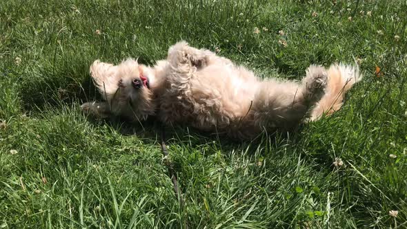 Cute dog playing around in summer grass