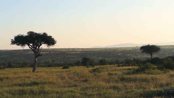 }Beautiful African plains landscape in game reserve safari park in Kenya at sunrise