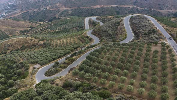 Aerial view of Olive Trees on the Hill, Fly over road near Olive Plantations