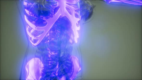 Transparent Human Body with Visible Bones alt