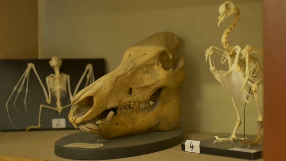 Skull Of A Pig In Laboratory