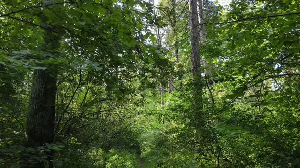 Green Forest with Trees By Day