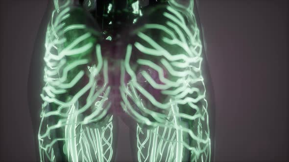 Human Body with Glow Blood Vessels alt