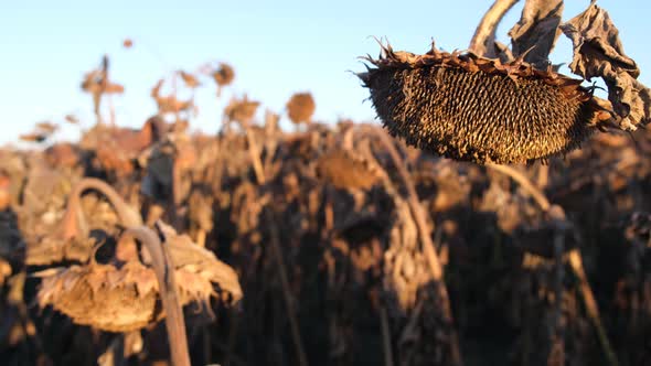 Withered Sunflowers on the Field in Autumn