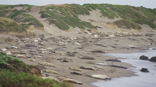 Seals sleeping on the beach