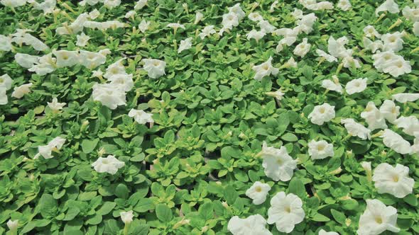 Overview of White Petunia Flowers