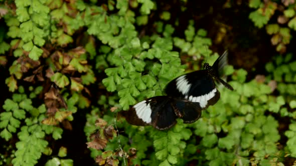 Butterfly in natural habitat