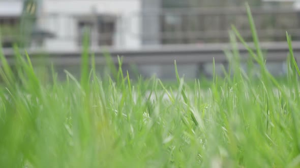 Road Traffic And Grass