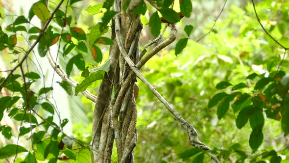 A small bird moving through vines in Gamboa Rainforest Reserve, Panama, static medium shot